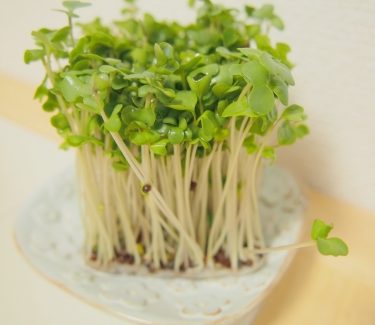 ブロッコリースプラウトは洗うの 種や根も食べれる 取り方は つぶやきブログ