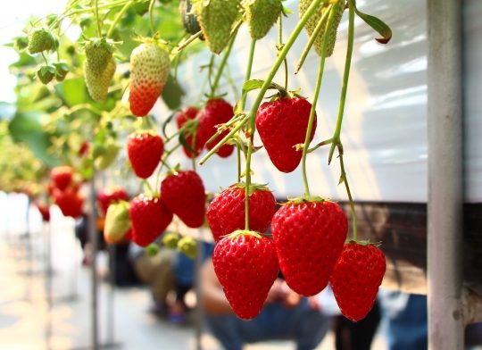 イチゴ狩りのコツ 時間帯やたくさん食べる方法 美味しいいちごの見分け方について解説 つぶやきブログ