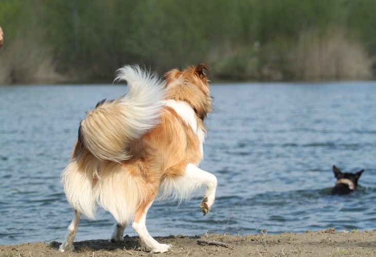 犬と川遊びできる茨城県のおすすめ穴場スポットはココ つぶやきブログ